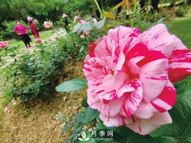 南湖公園1.7萬(wàn)株月季花美麗綻放(圖1)