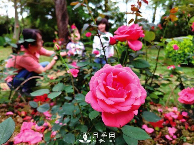 南湖公園1.7萬(wàn)株月季花美麗綻放(圖2)