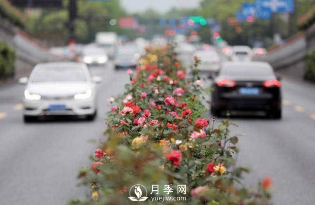 連日陰雨，杭州高架花廊的月季能如期盛開嗎？4月中旬盛開(圖3)
