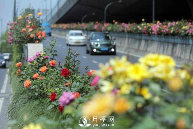連日陰雨，杭州高架花廊的月季能如期盛開嗎？4月中旬盛開(圖2)