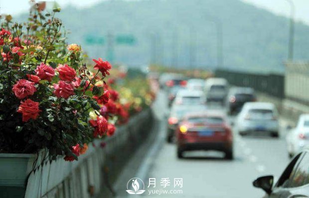 連日陰雨，杭州高架花廊的月季能如期盛開嗎？4月中旬盛開(圖1)