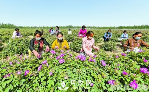 新疆于田：打造玫瑰產(chǎn)業(yè) 帶動(dòng)村民致富(圖1)