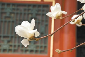 紫玉蘭名為辛夷，其實(shí)是份“心意”！了解玉蘭文化(圖4)