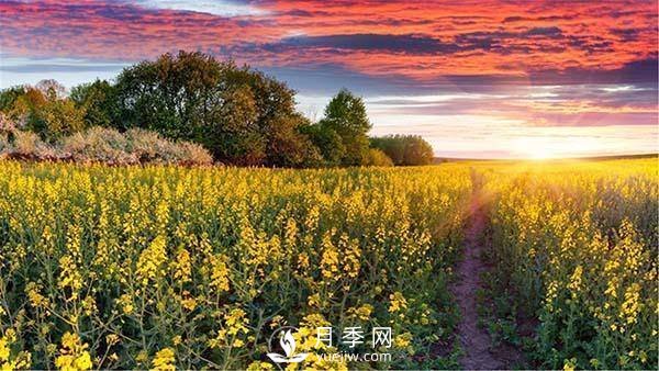 “花經(jīng)濟(jì)”如何才能“常開不敗”？(圖1)