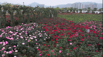 南陽月季扮美肇慶，月季花海驚艷綻放(圖2)
