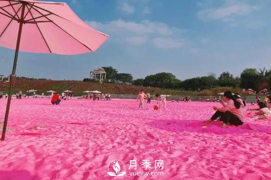 四川南充月季花海迎來(lái)1000㎡粉色沙灘，4月3日浪漫迎客(圖3)