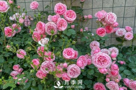 四川南充月季花海迎來(lái)1000㎡粉色沙灘，4月3日浪漫迎客(圖4)