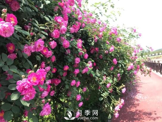 四川南充月季花海迎來(lái)1000㎡粉色沙灘，4月3日浪漫迎客(圖6)