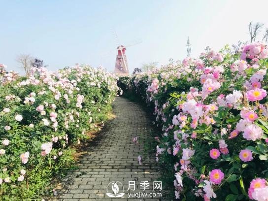 四川南充月季花海迎來(lái)1000㎡粉色沙灘，4月3日浪漫迎客(圖5)