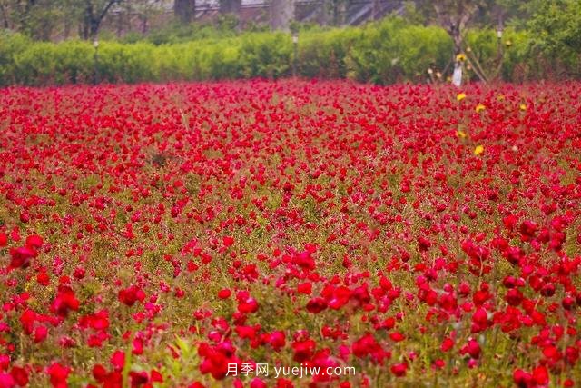 四川南允30萬株豐花月季盛開，千姿百態(tài)等您來賞(圖1)