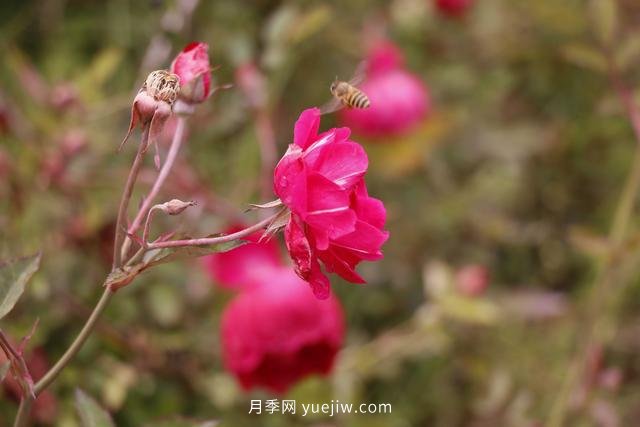四川南允30萬株豐花月季盛開，千姿百態(tài)等您來賞(圖3)