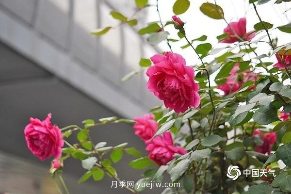 重慶街頭月季盛開，扮靚山城四月景觀(圖4)