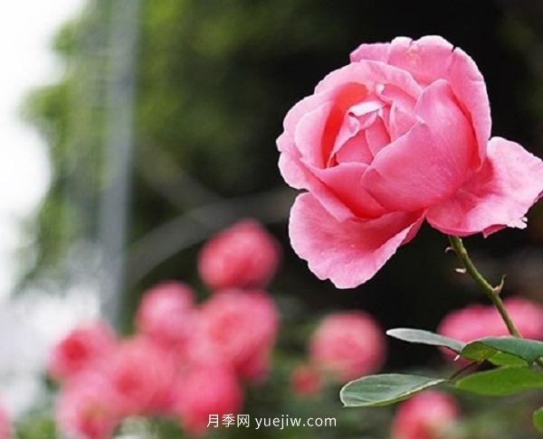 重慶街頭月季盛開，扮靚山城四月景觀(圖5)