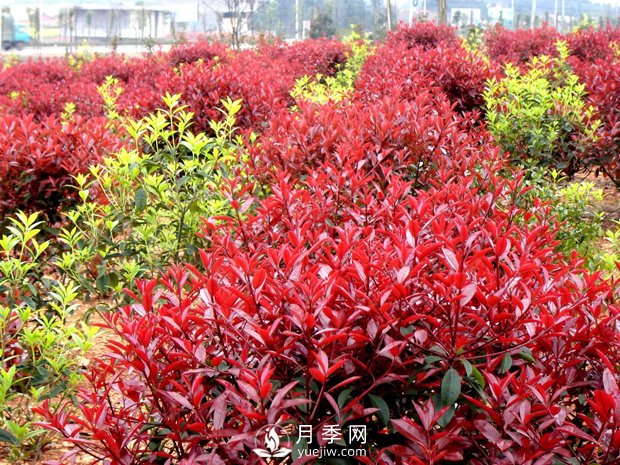南陽市臥龍區(qū)香樟紅葉石楠苗木種植基地(圖1)