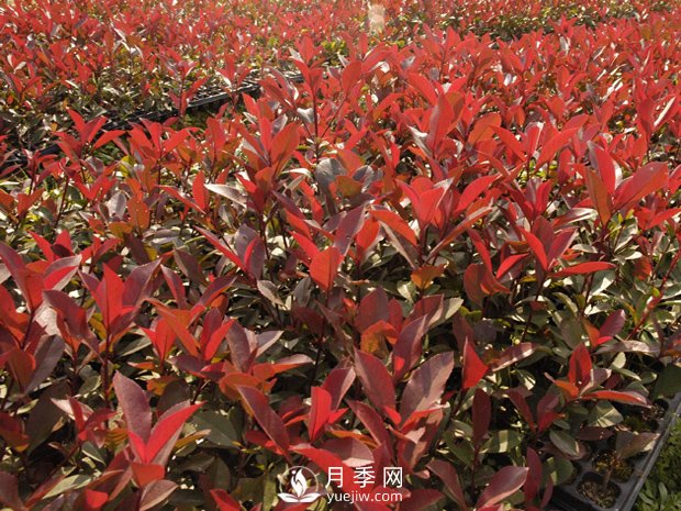 南陽市臥龍區(qū)香樟紅葉石楠苗木種植基地(圖2)