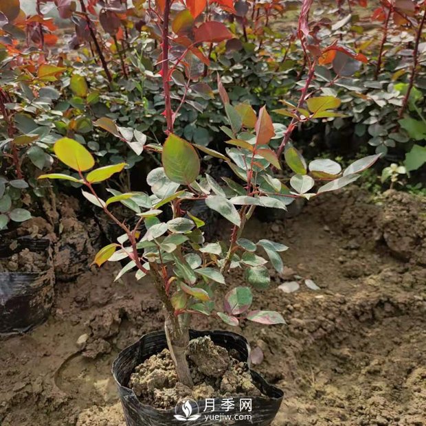 大花盆栽月季批發(fā)，粉扇.緋扇.口紅.金鳳凰(圖1)