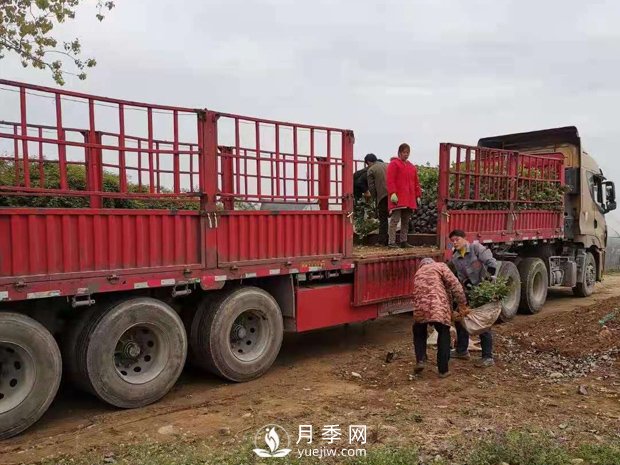 大花盆栽月季批發(fā)，粉扇.緋扇.口紅.金鳳凰(圖4)