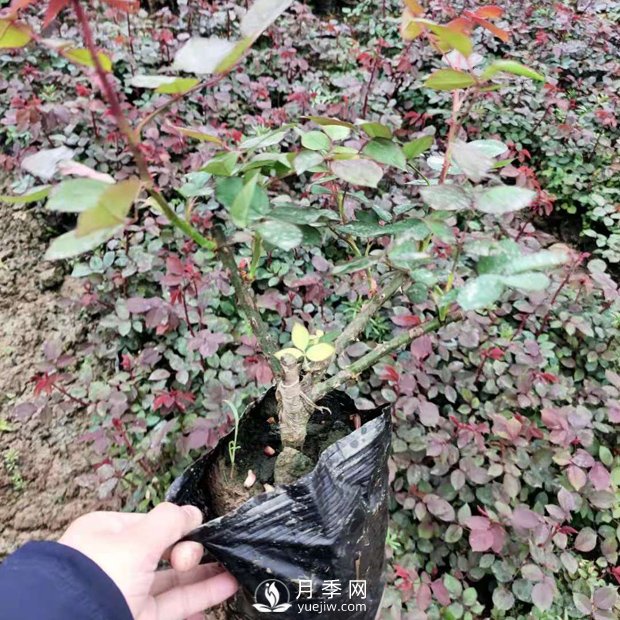 大花盆栽月季批發(fā)，粉扇.緋扇.口紅.金鳳凰(圖3)