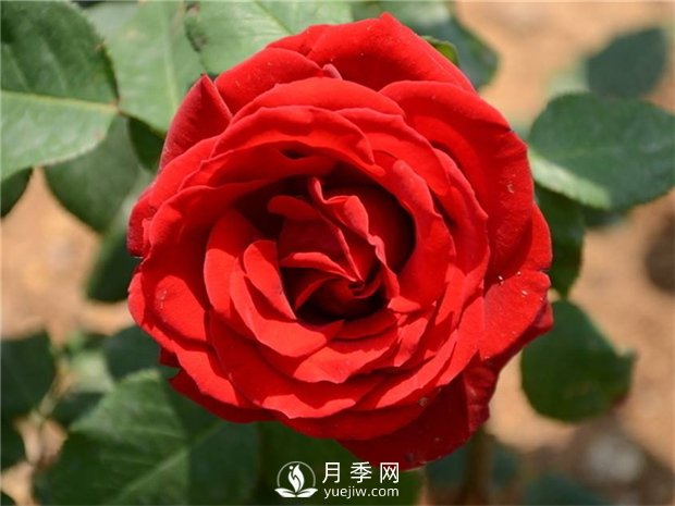 緋扇月季苗，杯苗，小苗，盆花產(chǎn)地批發(fā)(圖2)