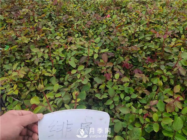 緋扇月季苗，杯苗，小苗，盆花產(chǎn)地批發(fā)(圖3)