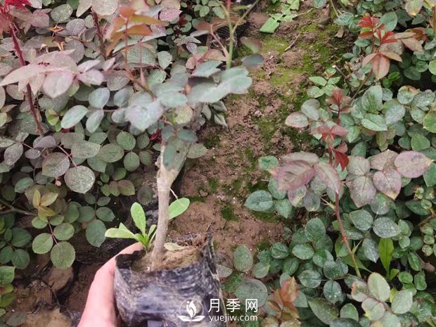 緋扇月季苗，杯苗，小苗，盆花產(chǎn)地批發(fā)(圖4)