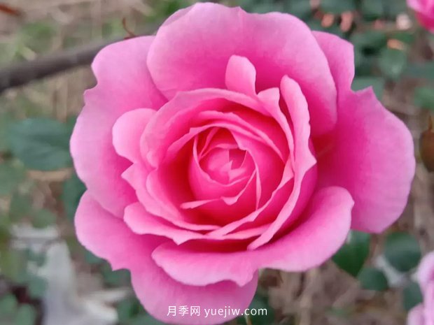 果汁陽臺，鈴之妖精，紅蘋果，表現(xiàn)好的三個月季品種(圖2)