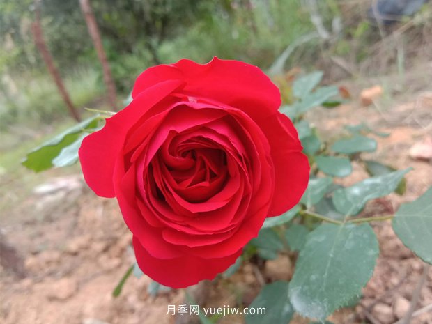 果汁陽臺，鈴之妖精，紅蘋果，表現(xiàn)好的三個月季品種(圖3)