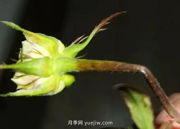 月季嫩枝花苞變彎，可能是莖蜂蟲(chóng)害來(lái)了(圖1)