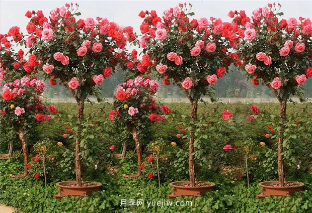 別的花不愛只養(yǎng)月季花，精挑細選了5個品種個個經(jīng)典(圖5)