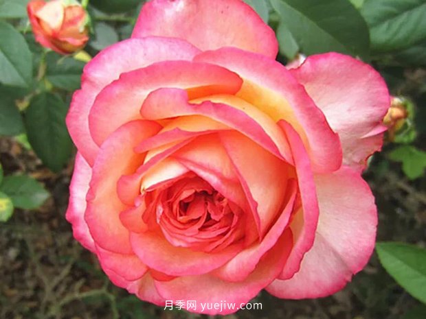 彩云花間人心醉，一起認(rèn)識(shí)彩云月季(圖1)