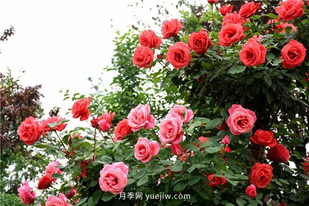 日漸火熱的“漂亮異樹”，你知道樹狀月季嗎？(圖3)