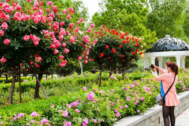 日漸火熱的“漂亮異樹”，你知道樹狀月季嗎？(圖2)