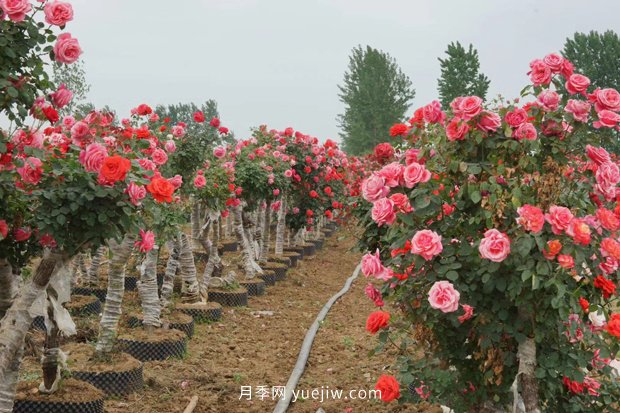 日漸火熱的“漂亮異樹”，你知道樹狀月季嗎？(圖1)