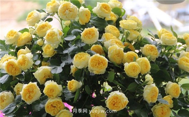 10大入門微型月季品種推薦，選這些微月就對了(圖1)