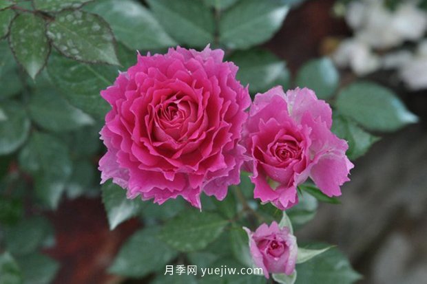10大入門微型月季品種推薦，選這些微月就對了(圖9)