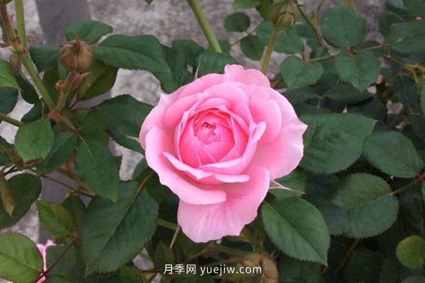 10大入門微型月季品種推薦，選這些微月就對了(圖4)