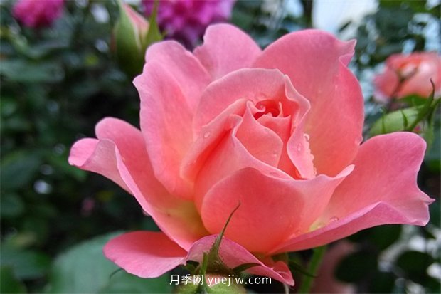 陽(yáng)臺(tái)養(yǎng)棵香香公主月季，芳香王滿(mǎn)室飄香四季賞花(圖1)