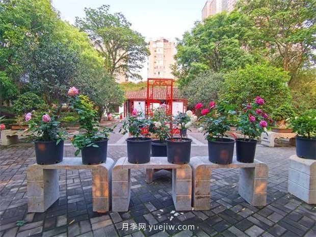 福州茶亭公園月季花開，芬芳美爆！(圖1)