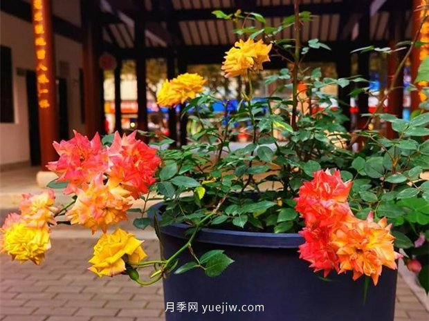 福州茶亭公園月季花開，芬芳美爆！(圖2)