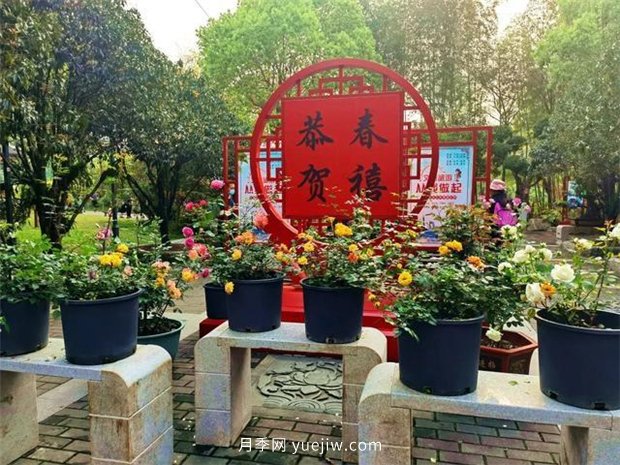 福州茶亭公園月季花開，芬芳美爆！(圖3)