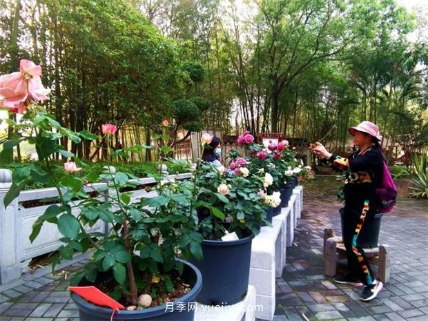 福州茶亭公園月季花開，芬芳美爆！(圖4)
