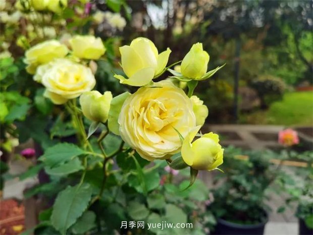 福州茶亭公園月季花開，芬芳美爆！(圖5)