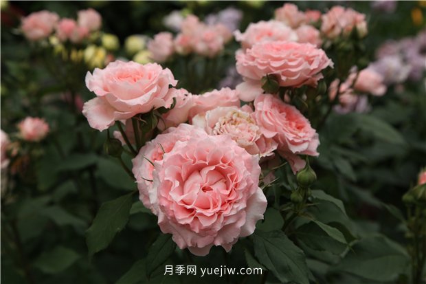 推薦一批少刺的月季品種，來看看吧(圖2)