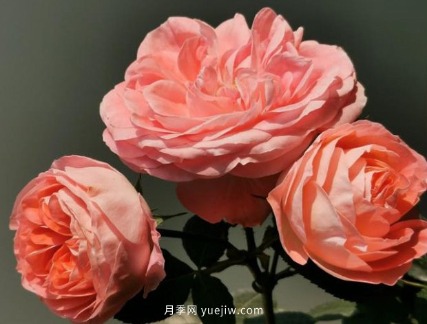 諾娃月季，推薦給陽臺黨們的微月品種(圖2)