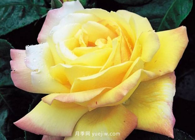 新手必備9個(gè)大花月季經(jīng)典品種，不可錯(cuò)過的美人(圖2)