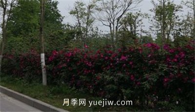 荊州開發(fā)區(qū)西干渠的藤本月季開花啦，千米月季花墻來打卡(圖2)