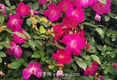 荊州開發(fā)區(qū)西干渠的藤本月季開花啦，千米月季花墻來打卡(圖1)