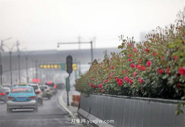 杭州高架月季進(jìn)入開(kāi)放期，花開(kāi)引領(lǐng)杭州月季美景(圖1)