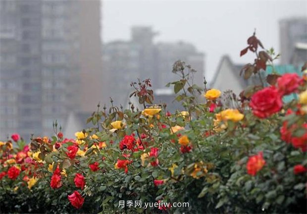 杭州高架月季進(jìn)入開(kāi)放期，花開(kāi)引領(lǐng)杭州月季美景(圖3)