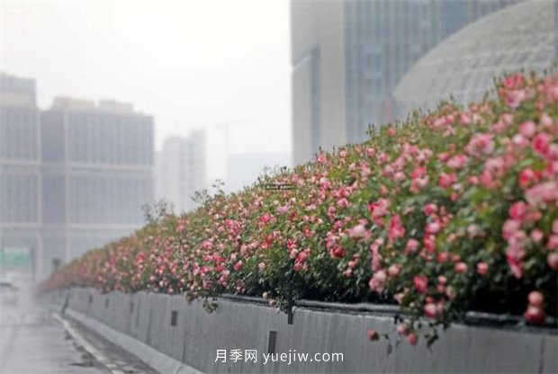 杭州高架月季進(jìn)入開(kāi)放期，花開(kāi)引領(lǐng)杭州月季美景(圖2)